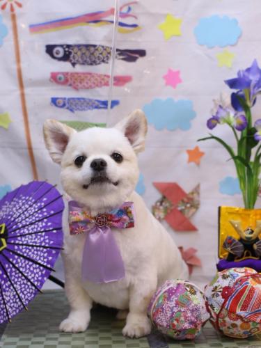 20240501ポポくん